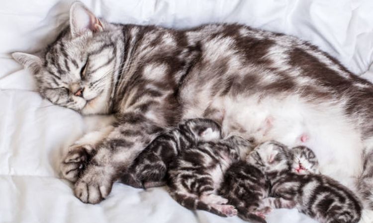 Coat Colors and Tabby Patterns