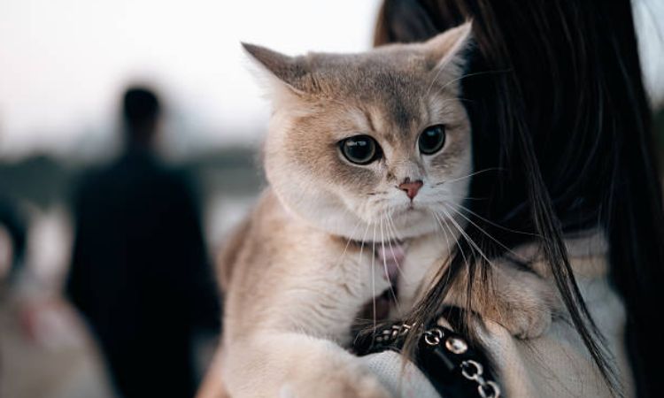 Grooming and Care Guide