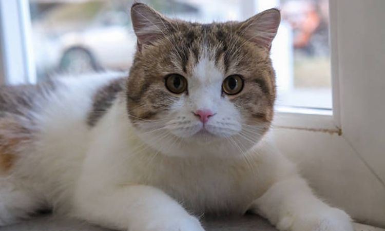 British Shorthair Tabby Cat