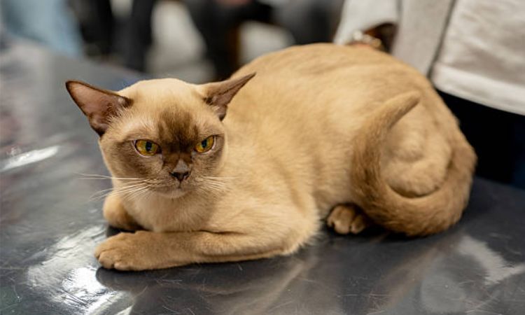 Burmese Cat Physical Characteristics