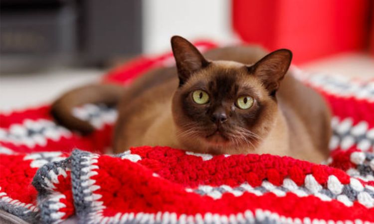 Burmese Cat Colors and Patterns