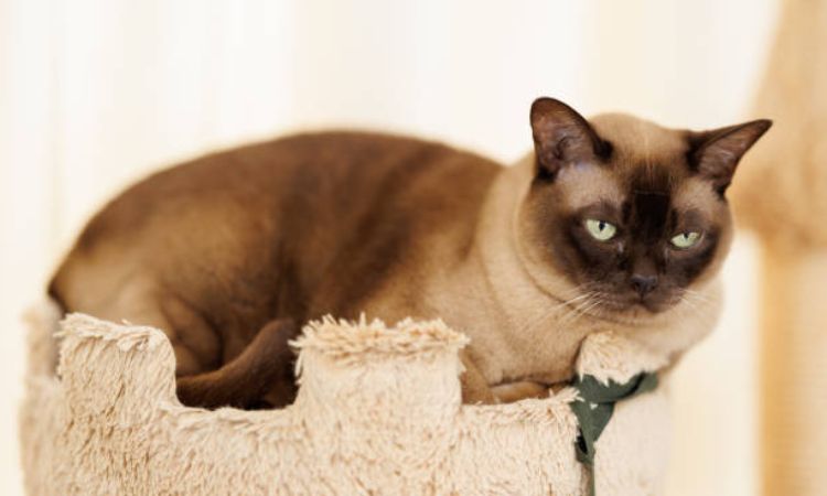 Burmese Cat Lifespan and Health