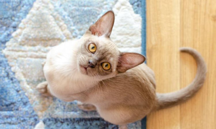 burmese cat price