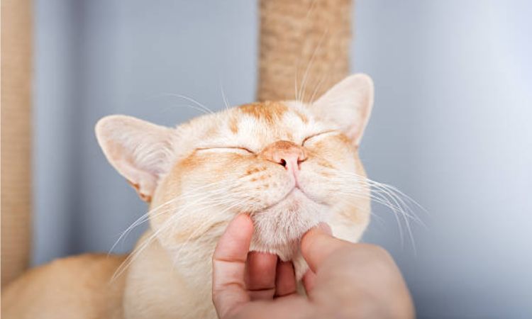 burmese cat price 