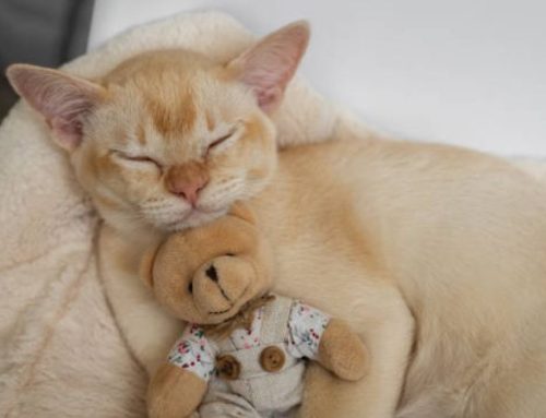 Burmese Cat Price Guide 2025: Costs of Black, Blue, Brown, and Finding a Kitten Near You