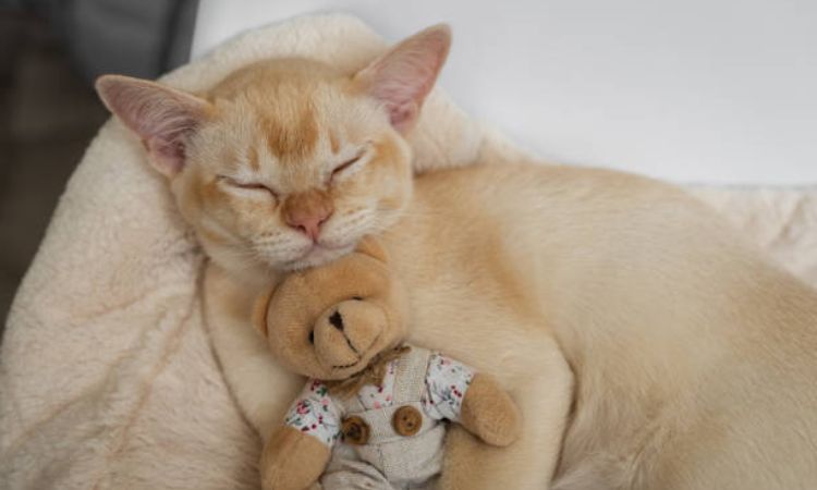 Burmese Cat Price