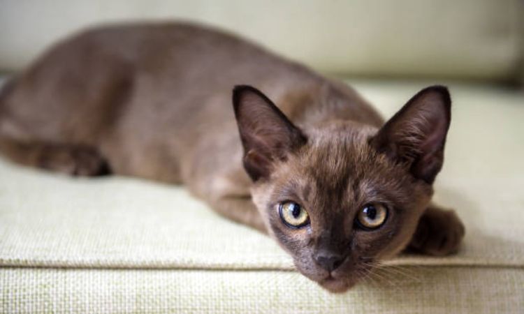 Burmese Cat