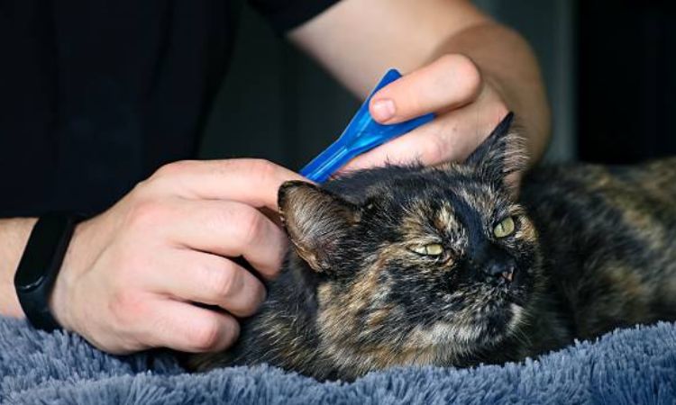 Identifying a Cat Lice Infestation