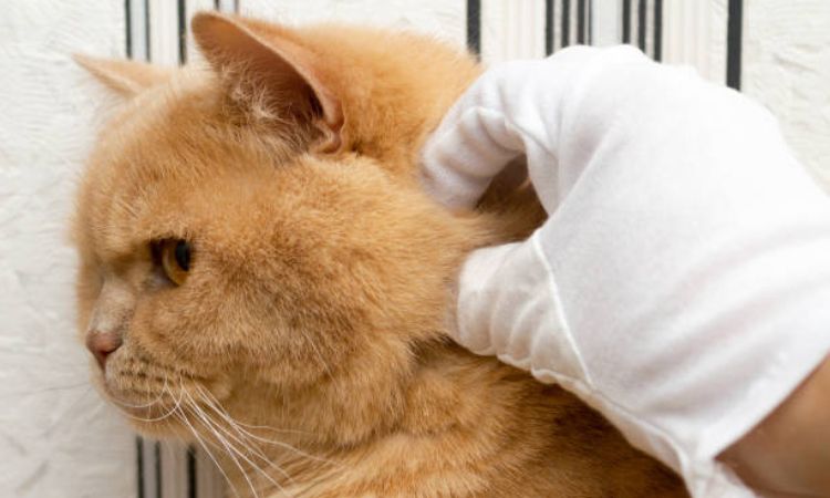 Can cat lice transfer to Humans