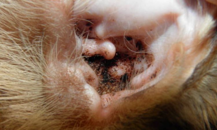 Common Signs of Ear Mites in Cats