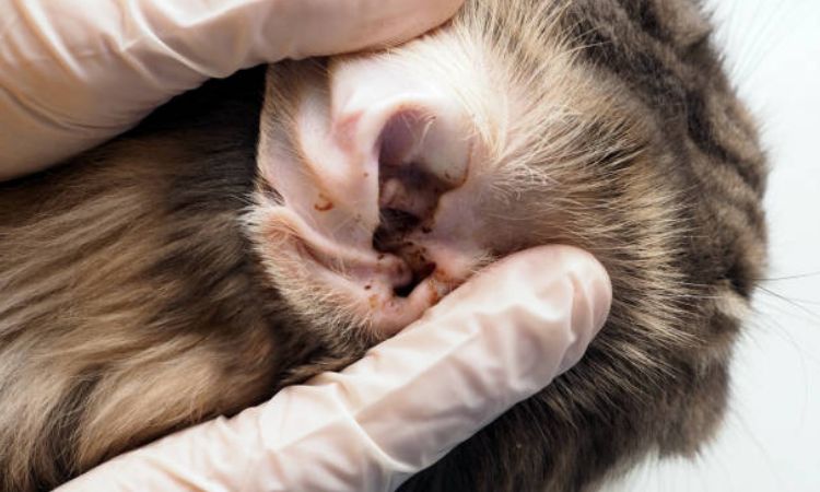 Safe Home Treatments for Cat Ear Mites