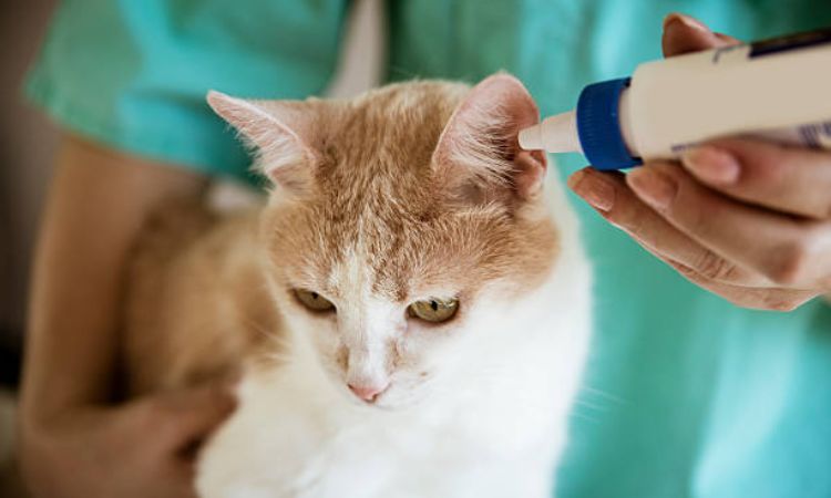 Cat Ear Mites