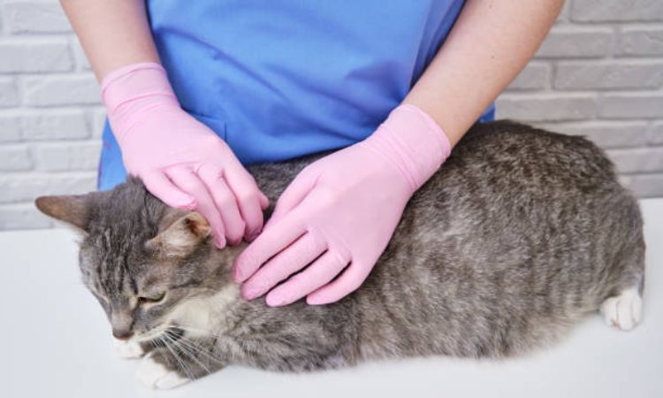 cat lice