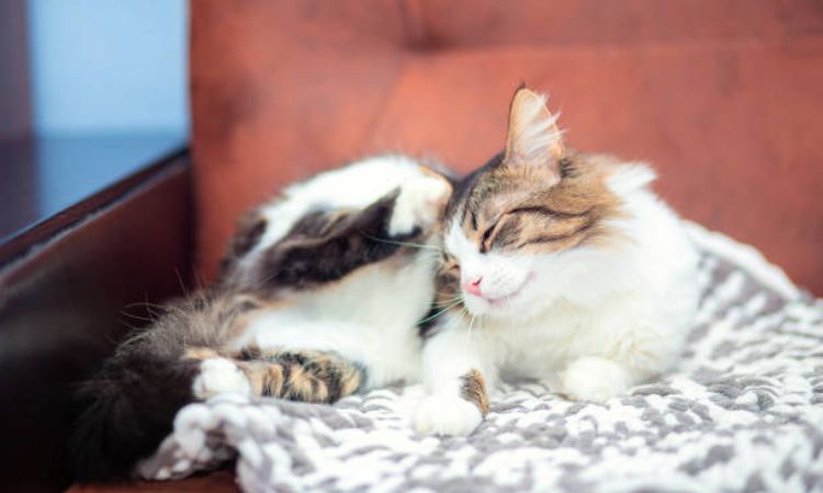 A Proactive Approach to Parasite Prevention
