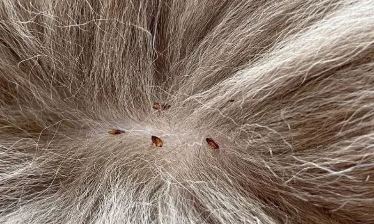 cat lice