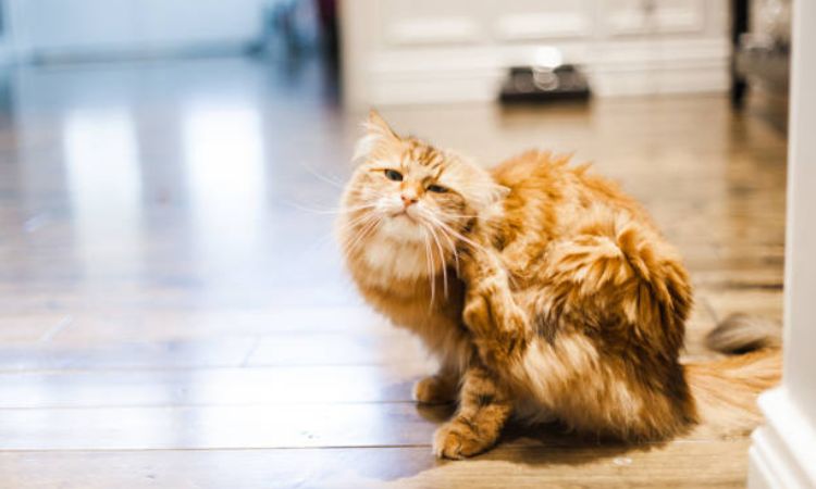 How to Deal with Cat Lice
