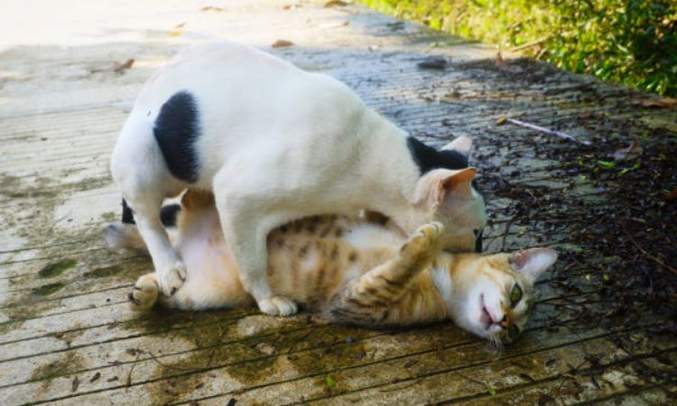 The Mating Process