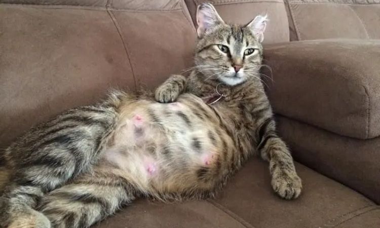 Signs of Pregnancy in Cats