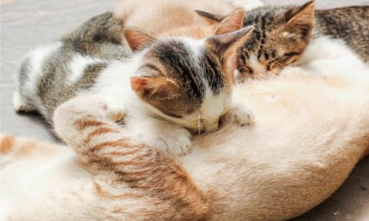 cat breeding