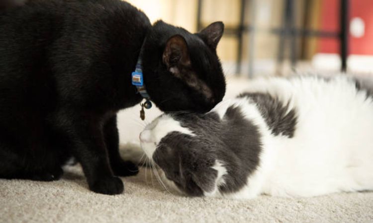 cat mating
