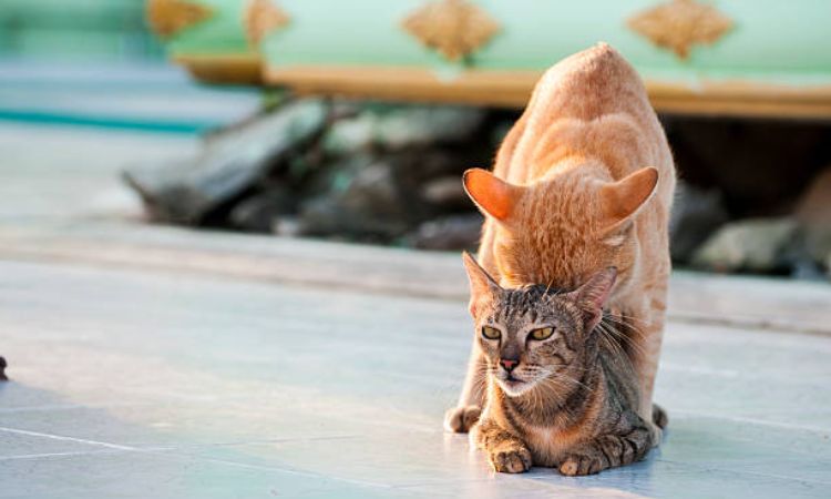 Cat Mating