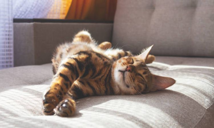 How Many Hours Do Kittens Sleep?