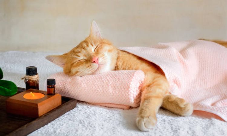 Factors That Influence a Cat’s Sleep Schedule