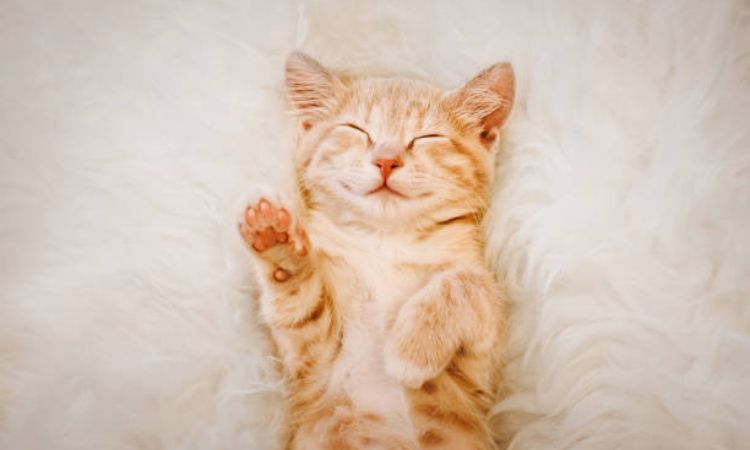 How Many Hours Do Cats and Kittens Sleep