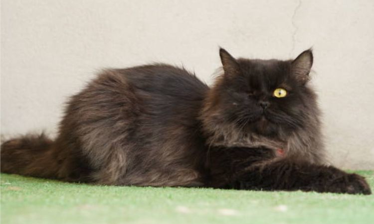chantilly-tiffany cat price
