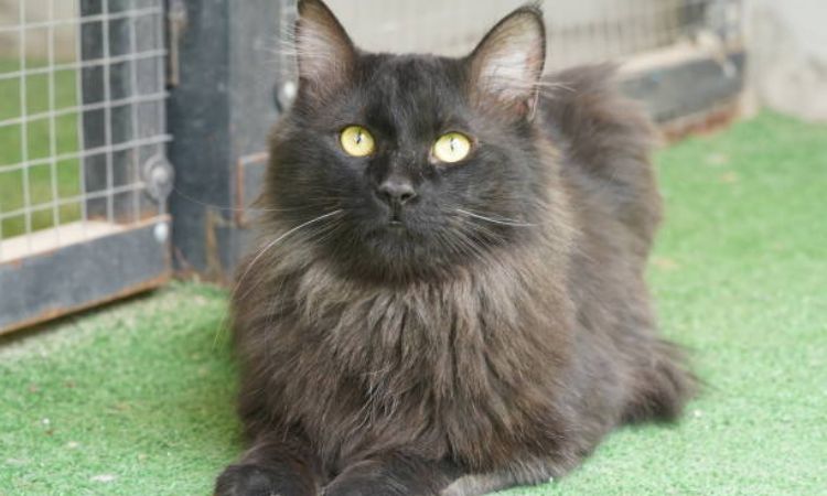 Chantilly-Tiffany
