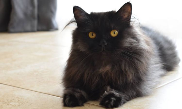 Health and Care Tips Chantilly-Tiffany