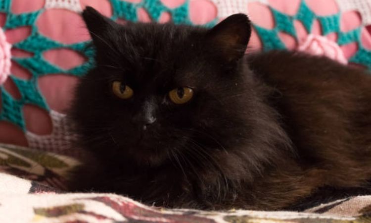 Chantilly-Tiffany Cat