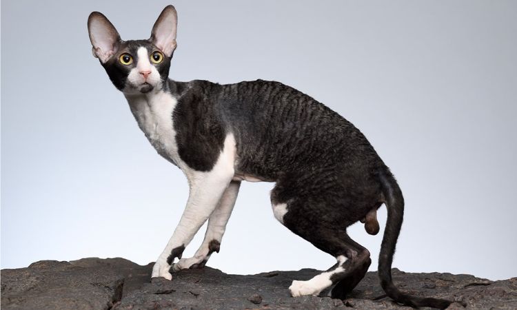 cornish rex personality