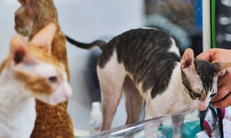 cornish rex health issues