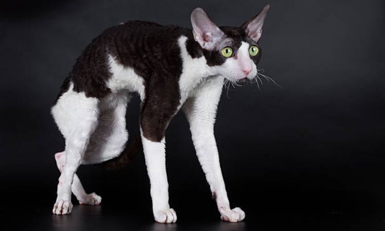 Feline hypotrichosis