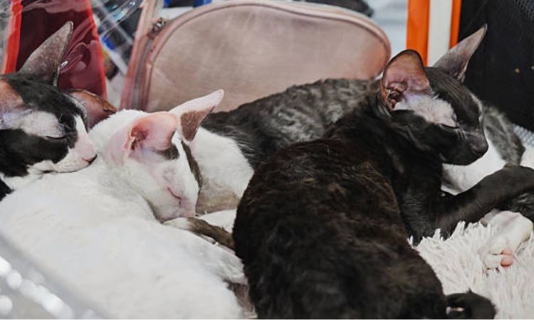 cornish rex health issues