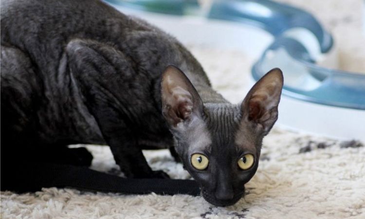 Cornish Rex Cost from a Breeder