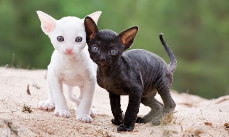 price of cornish rex kittens