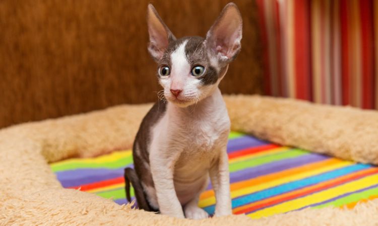 Monthly and annual costs of raising a cornish rex cat