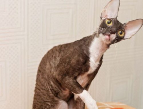 How Much Does a Cornish Rex Cost? Breeders vs. Adoption & Price of Kittens Explained