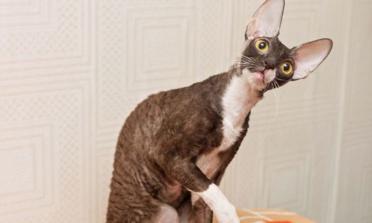 How Much Does a Cornish Rex Cost