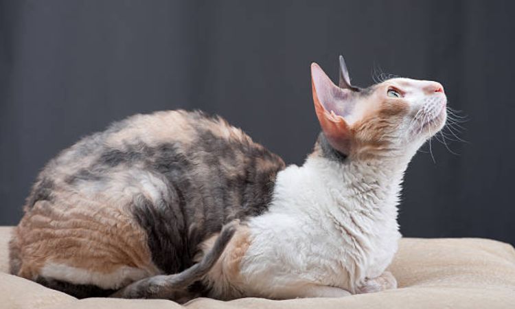 Cornish Rex