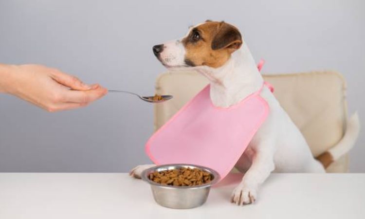 
Immediate First Steps Bland Diet for Dogs