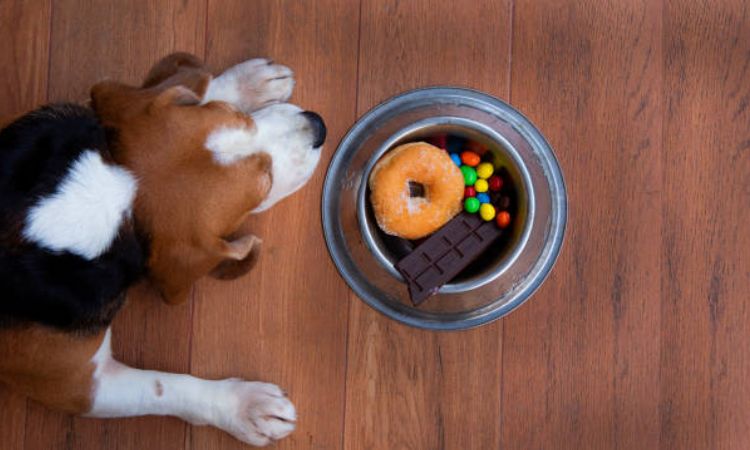 Foods and Ingredients to Avoid