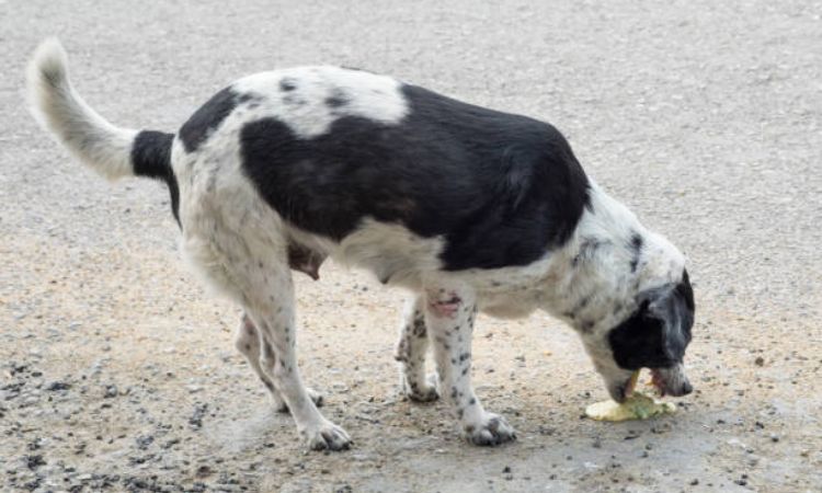 What to feed dogs with gastrointestinal problems