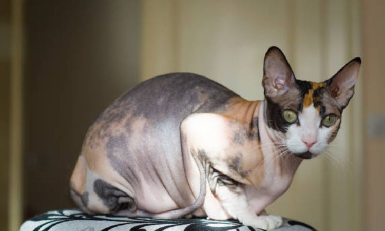 Don Sphynx cat sitting