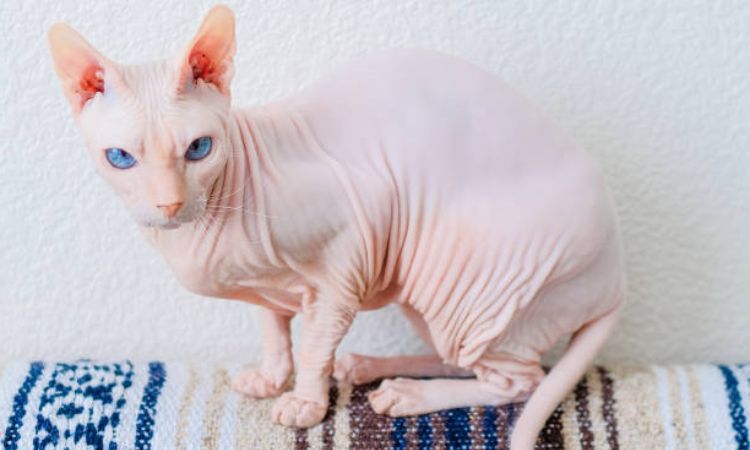Coat Types of the Donskoy Cat