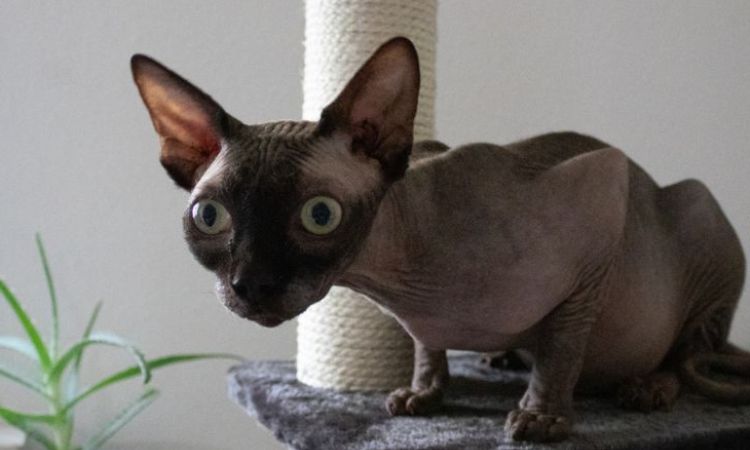 Donskoy cat