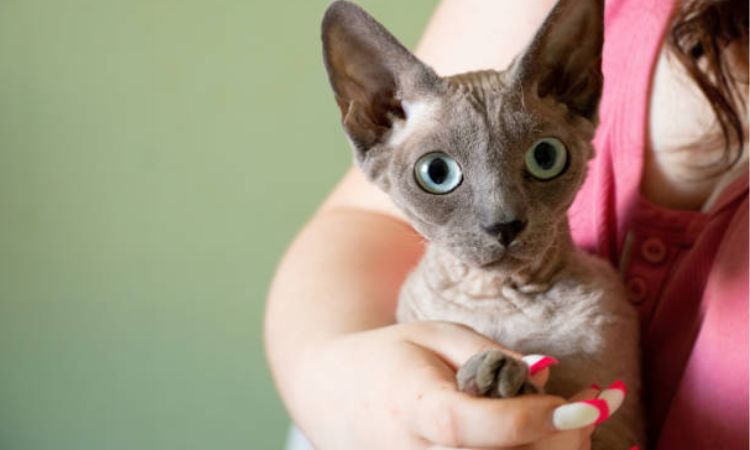 Donskoy cat care