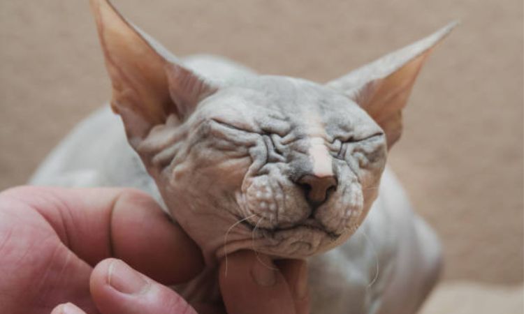 Donskoy Cat